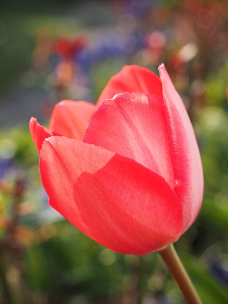 tulip, red, flower-1117877.jpg